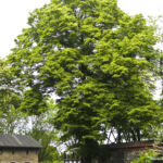 Lipy Wolności - Trzy Lipy Powstańcze