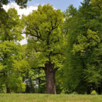 Dąb Józef Dąb Józef. Fot. Klub Gaja / Rafał Godek