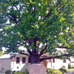 Dąb w Międzyrzecu Podlskim